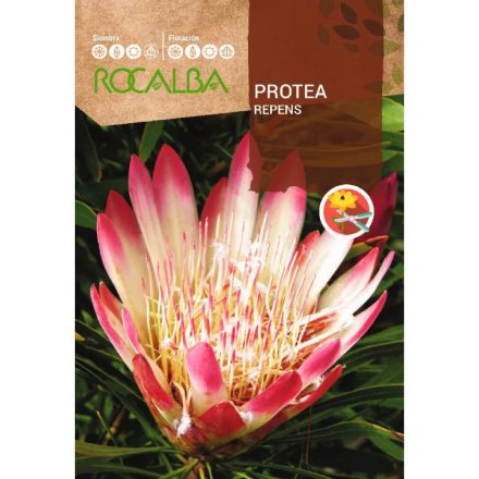 Vetőmag Rocalba Cukorcserje Repens