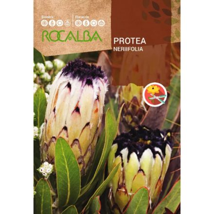 Vetőmag Rocalba Cukorcserje Nerifolia 6 szem